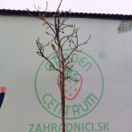 Figovník jedlý (Ficus carica) ´FIROMA®´ - výška 200-250 cm, obvod kmeňa 8/10 cm, kont. C18L (-20°C)